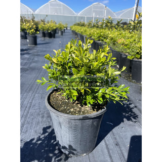 Buxus Microphylla X [Korean Box] 200Mm Pot Plants
