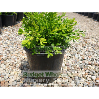 Buxus Microphylla X [Korean Box] 200Mm Pot Plants