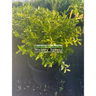 Buxus Microphylla X [Korean Box] 200Mm Plants