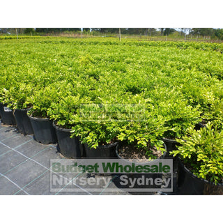 Buxus Microphylla X [Korean Box] 200Mm Pot Plants