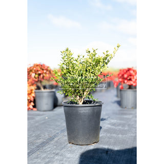 Buxus Microphylla X [Korean Box] 200Mm Pot Plants