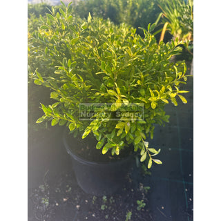 Buxus Microphylla X [Korean Box] 200Mm Plants