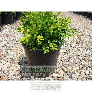 Buxus Microphylla X [Korean Box] 200Mm Pot Plants