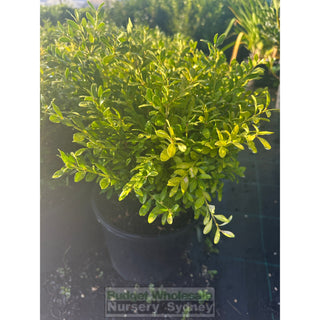 Buxus Microphylla X [Korean Box] 200Mm Plants