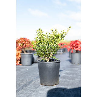Buxus Microphylla X [Korean Box] 200Mm Pot Plants
