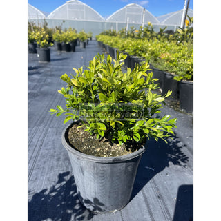 Buxus Microphylla X [Korean Box] 200Mm Pot Plants