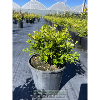 Buxus Microphylla X [Korean Box] 200Mm Pot Plants