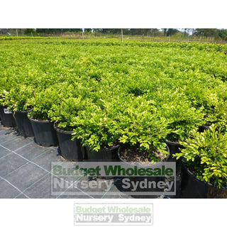 Buxus Microphylla X [Korean Box] 200Mm Pot Plants