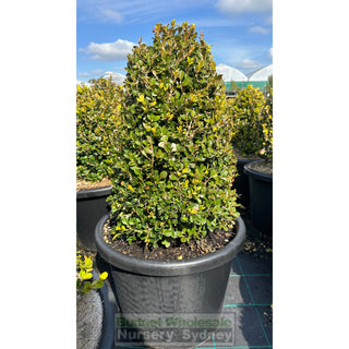 Buxus Oval / Cone [Japanese Box] 400Mm Pot. Sale Box Hedge. Plants