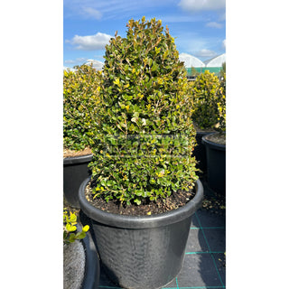 Buxus Oval / Cone [Japanese Box] 400Mm Pot. Sale Box Hedge. Plants