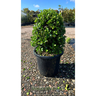 Buxus Ovals [Japanese Box] 300Mm Pot. Sale Box Hedge. Plants