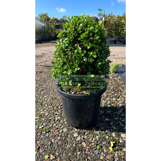 Buxus Ovals [Japanese Box] 300Mm Pot. Sale Box Hedge. Plants