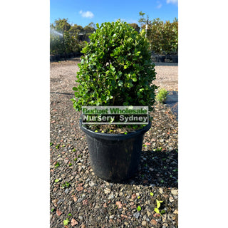 Buxus Ovals [Japanese Box] 300Mm Pot. Sale Box Hedge. Plants