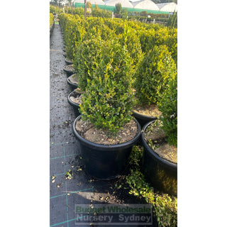 Buxus Pyramid/Oval [Japanese Box] 400Mm Pot. Sale Box Hedge. Plants