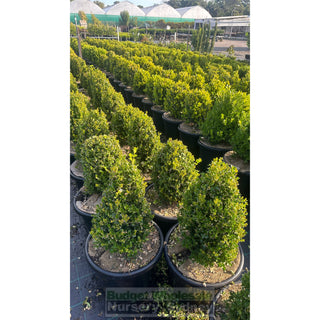 Buxus Pyramid/Oval [Japanese Box] 400Mm Pot. Sale Box Hedge. Plants