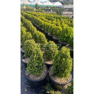 Buxus Pyramid/Oval [Japanese Box] 400Mm Pot. Sale Box Hedge. Plants
