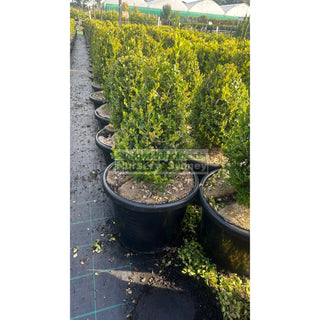 Buxus Pyramid/Oval [Japanese Box] 400Mm Pot. Sale Box Hedge. Plants
