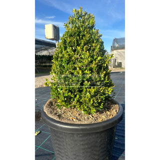 Buxus Pyramid/Oval [Japanese Box] 400Mm Pot. Sale Box Hedge. Plants