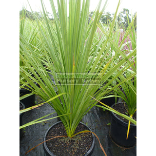 Cabbage Tree 300Mm Pot Cordyline Australis Plants