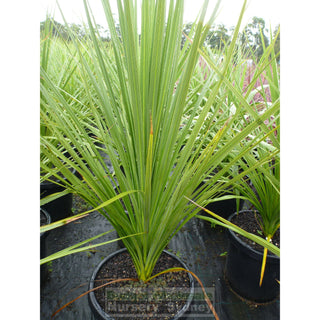 Cabbage Tree 300Mm Pot Cordyline Australis Plants
