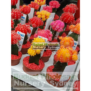 Cactus Grafted 70Mm Pot Mixed Colours Only Default Type