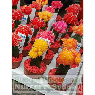 Cactus Grafted 70Mm Pot Mixed Colours Only Default Type