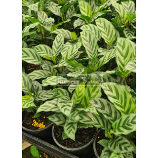 Calathea Freddy 130mm/ 175mm/200mm pot Default type
