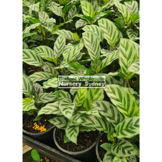 Calathea Freddy 130mm/ 175mm/200mm pot Default type