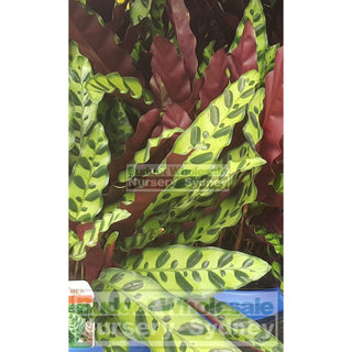 Calathea Insignis 175Mm Pot Default Type