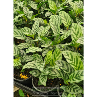 Calathea Freddy 130mm/ 175mm/200mm pot Default type