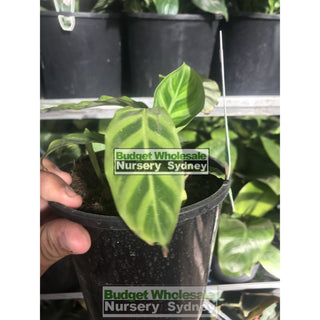 Calathea Zebrina (Zebra Plant) 140Mm Default Type