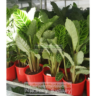 Calathea Zebrina (Zebra Plant) 140Mm Default Type