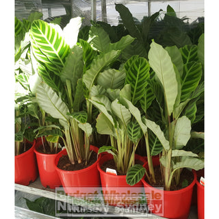 Calathea Zebrina (Zebra Plant) 140Mm Default Type