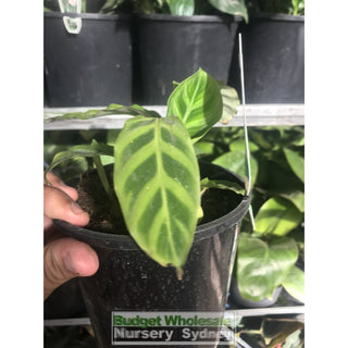 Calathea Zebrina (Zebra Plant) 140Mm Default Type