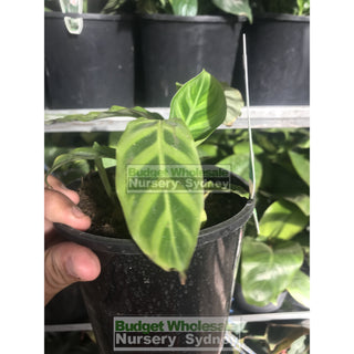 Calathea Zebrina (Zebra Plant) 140Mm Default Type