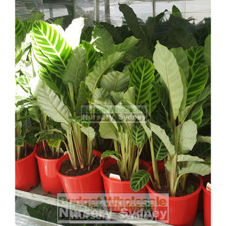 Calathea Zebrina (Zebra Plant) 140Mm Default Type