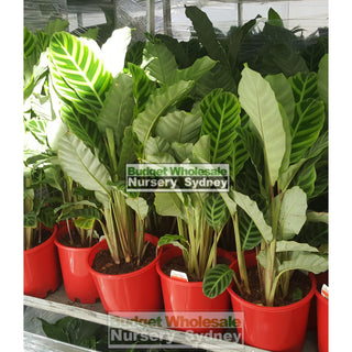 Calathea Zebrina (Zebra Plant) 200Mm Default Type