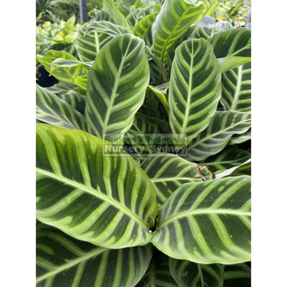 Calathea Zebrina (Zebra Plant) 200Mm Default Type