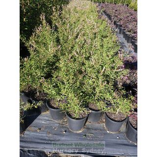 Callistemon Candy Pink 200Mm Pot Bottlebrush Plants