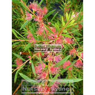 Callistemon Candy Pink 200Mm Pot Bottlebrush Plants