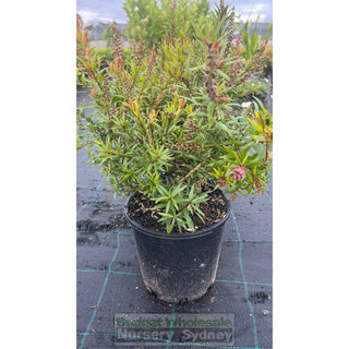 Callistemon Captain Cook 200Mm Pot Plants