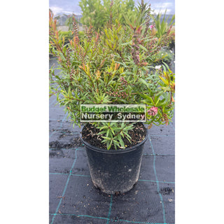 Callistemon Captain Cook 200Mm Pot Plants