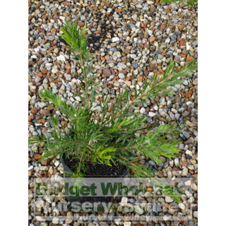 Callistemon Dawson River Weeper 200Mm Pot Bottlebrush Plants