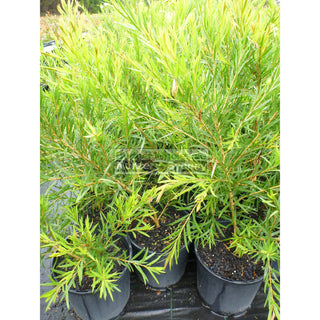 Callistemon Dawson River Weeper 200Mm Pot Bottlebrush Plants