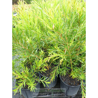 Callistemon Dawson River Weeper 200Mm Pot Bottlebrush Plants