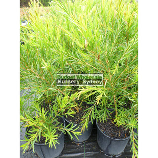 Callistemon Dawson River Weeper 200Mm Pot Bottlebrush Plants