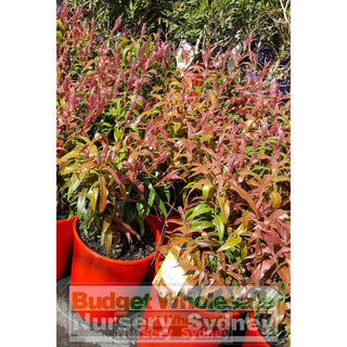 Callistemon Great Balls Of Fire 200Mm Default Type