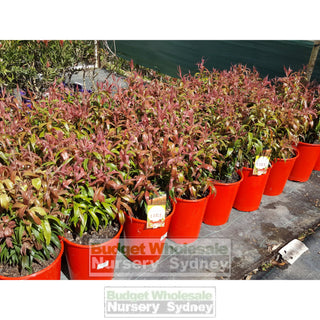 Callistemon Great Balls Of Fire 200Mm Default Type