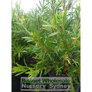 Callistemon Hannah Ray 200Mm Pot Red Bottlebrush Plants