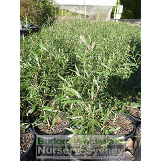 Callistemon Kings Park Special 200Mm Pot Red Bottlebrush Plants